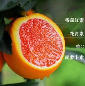 中华红橙