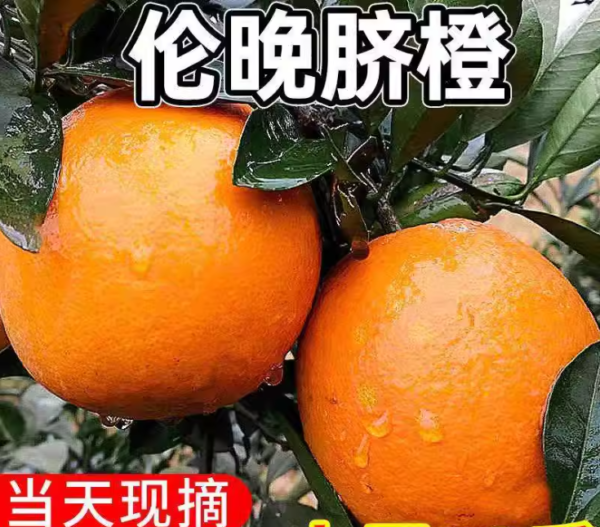 Late Navel Orange - Image 4