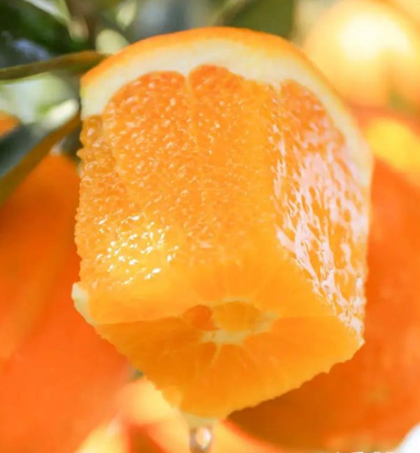 Late Navel Orange - Image 3