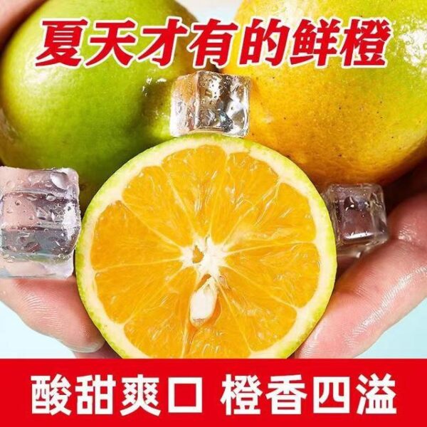 Citrus sinensis - Image 5