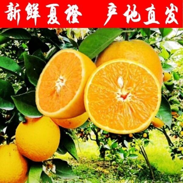 Citrus sinensis