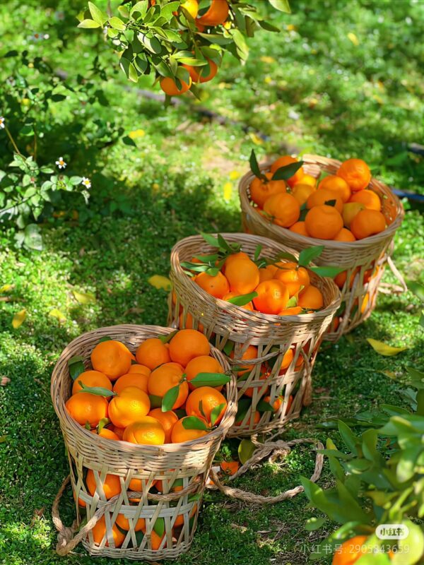 Honey Orange - Image 2