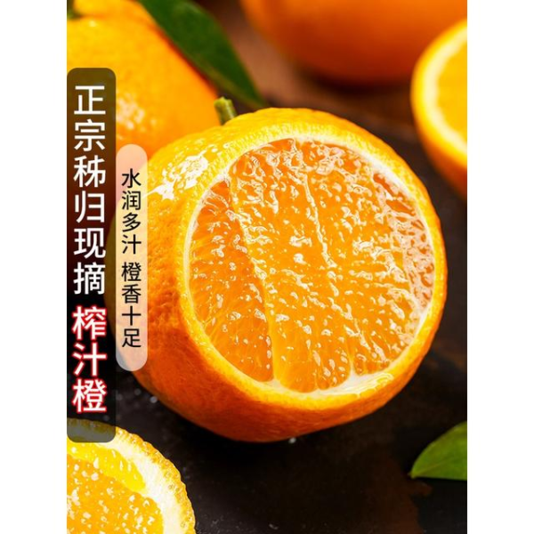 Citrus sinensis - Image 3