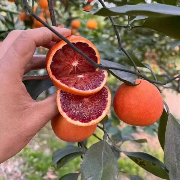 Tarocco Blood Orange - Image 5