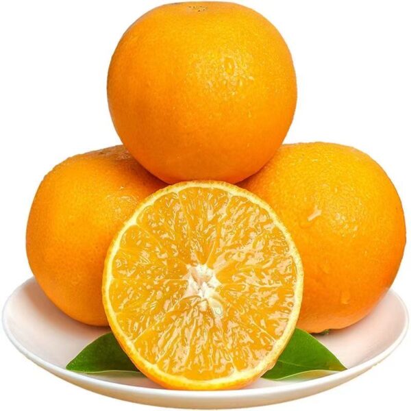 Citrus reticulata 'Ai Yuan 38' - Image 4