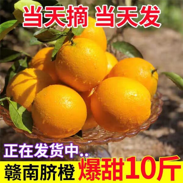Gannan navel orange - Image 2